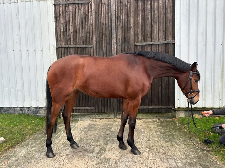 Hanoverian Mare 3 years 16,1 hh Brown in Sottrum