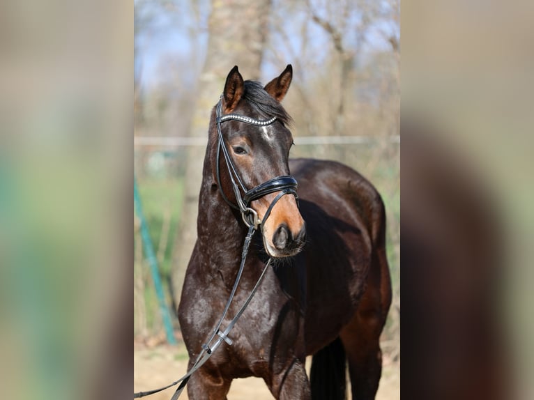Hanoverian Mare 3 years 16.1 hh Brown in Kutenholz