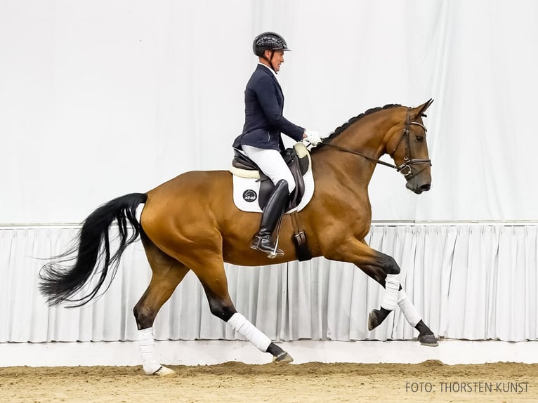 Hanoverian Mare 3 years 16,1 hh Brown in Verden