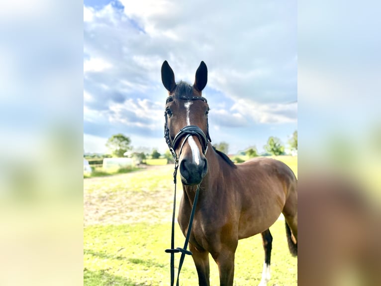 Hanoverian Mare 3 years 16,1 hh Brown in Wietzen