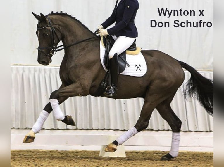 Hanoverian Mare 3 years 16,1 hh Brown-Light in Bramsche
