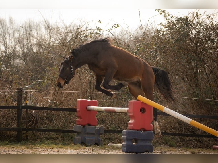 Hanoverian Mare 3 years 16,1 hh Brown in Moers