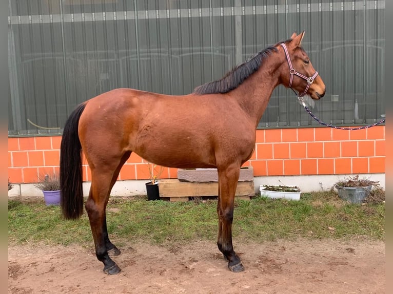 Hanoverian Mare 3 years 16,1 hh Brown in Langwedel