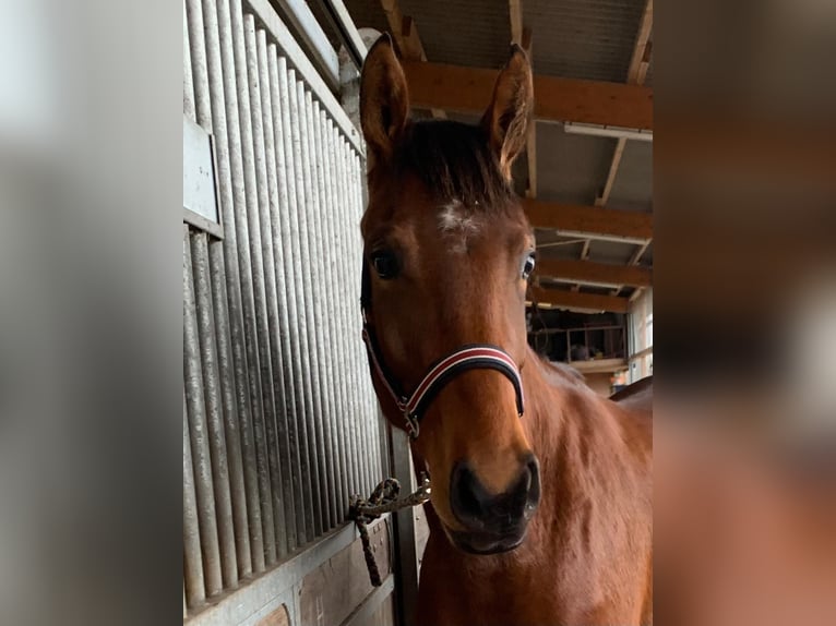 Hanoverian Mare 3 years 16,1 hh Brown in Langwedel