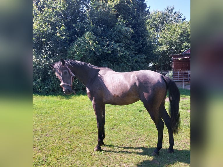 Hanoverian Mare 3 years 16,1 hh Can be white in Geestland