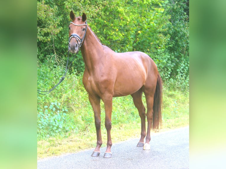 Hanoverian Mare 3 years 16,1 hh Chestnut in Plech