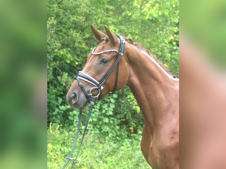 Hanoverian Mare 3 years 16,1 hh Chestnut in Plech