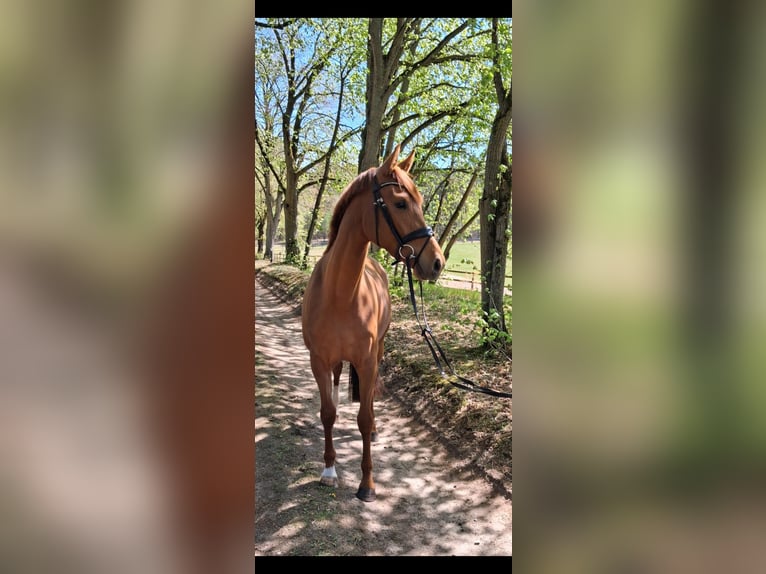 Hanoverian Mare 3 years 16.1 hh Chestnut-Red in Dahlenburg