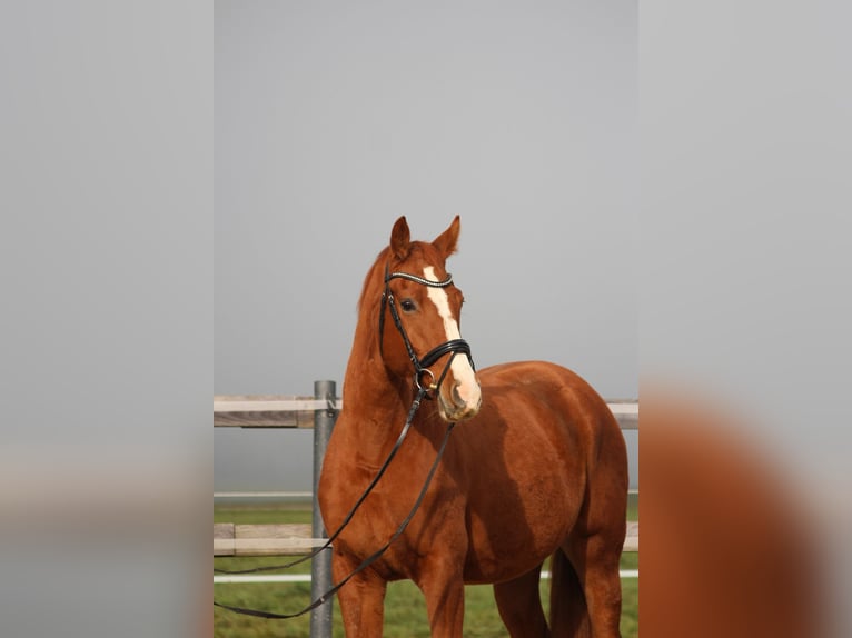 Hanoverian Mare 3 years 16,1 hh Chestnut-Red in Straßwalchen