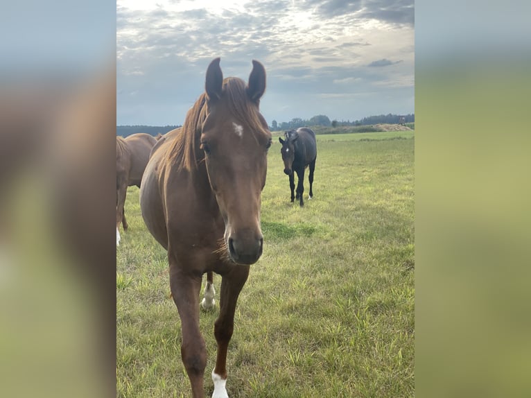 Hanoverian Mare 3 years 16,1 hh Chestnut-Red in Tespe