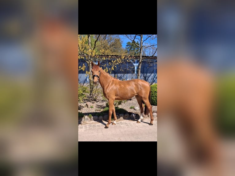 Hanoverian Mare 3 years 16.1 hh Chestnut-Red in Weste