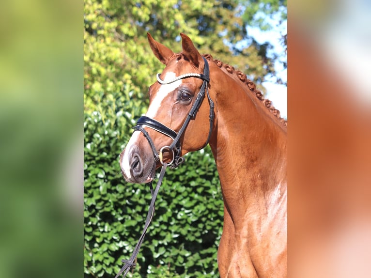 Hanoverian Mare 3 years 16.1 hh Chestnut-Red in Selsingen