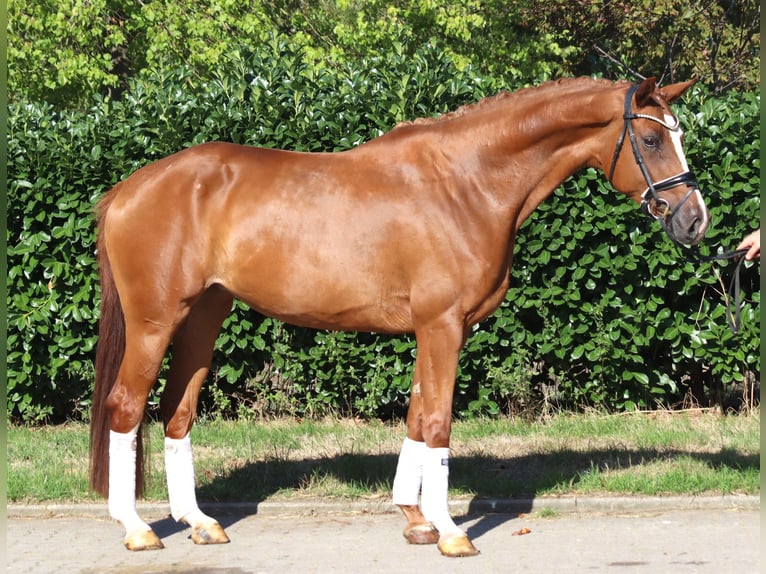 Hanoverian Mare 3 years 16.1 hh Chestnut-Red in Selsingen