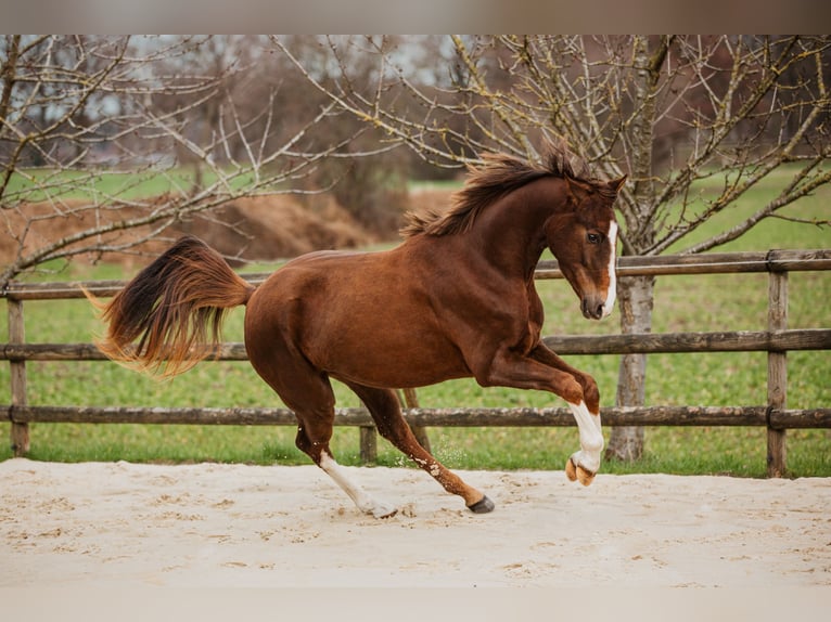 Hanoverian Mare 3 years 16,1 hh Chestnut-Red in Datteln
