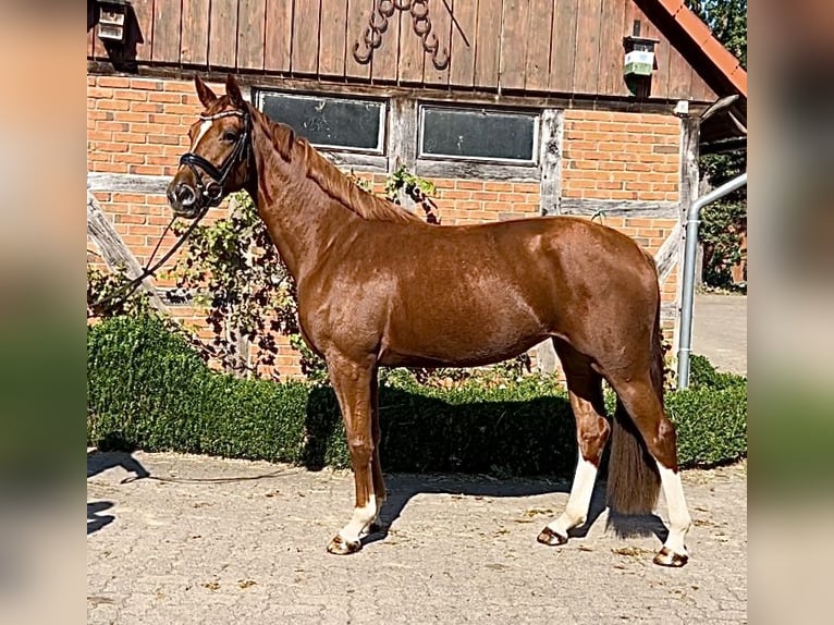 Hanoverian Mare 3 years 16,1 hh Chestnut-Red in Schwarmstedt