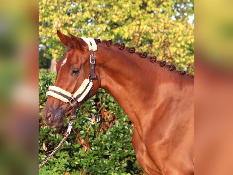 Hanoverian Mare 3 years 16,1 hh Chestnut-Red in Selsingen