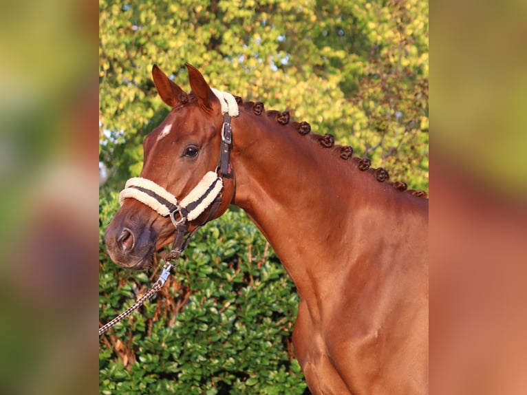 Hanoverian Mare 3 years 16,1 hh Chestnut-Red in Selsingen