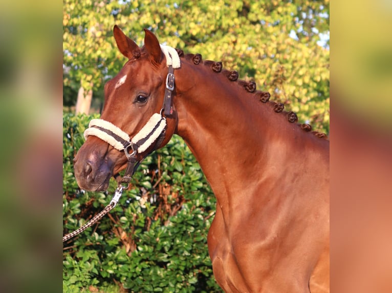 Hanoverian Mare 3 years 16,1 hh Chestnut-Red in Selsingen