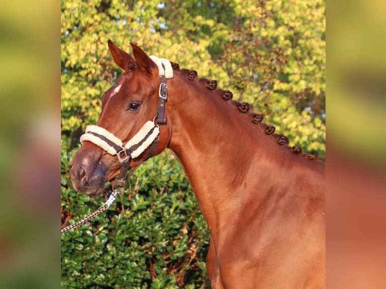 Hanoverian Mare 3 years 16,1 hh Chestnut-Red in Selsingen