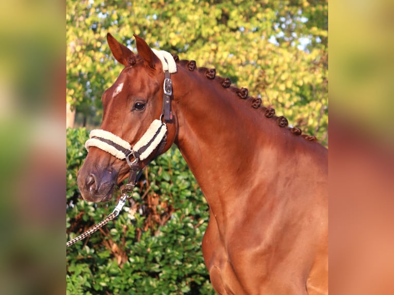 Hanoverian Mare 3 years 16,1 hh Chestnut-Red in Selsingen