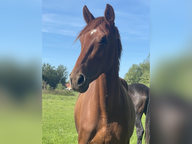 Hanoverian Mare 3 years 16.1 hh Chestnut-Red in Wolfsburg