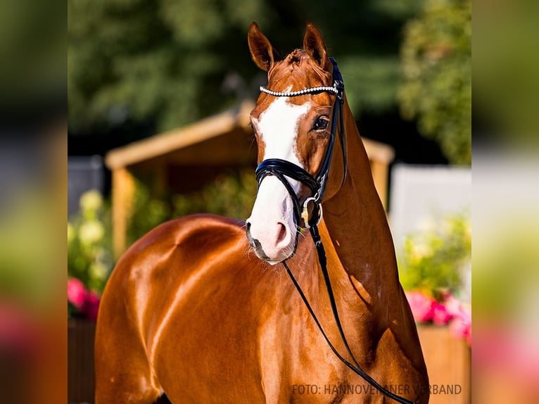 Hanoverian Mare 3 years 16,1 hh Chestnut-Red in Verden