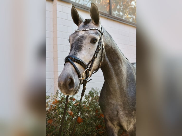 Hanoverian Mare 3 years 16,1 hh Gray in Winsen (Aller)