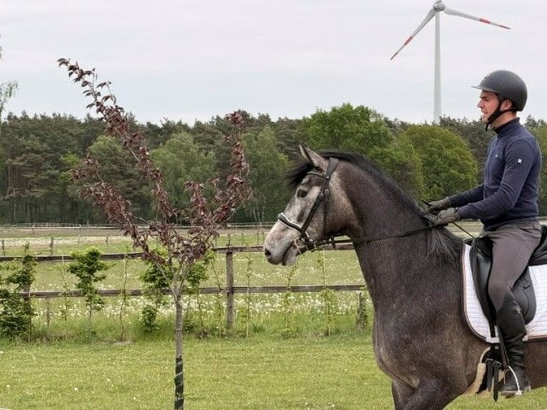 Hanoverian Mare 3 years 16.1 hh Grey-Dark-Tan in Schneverdingen