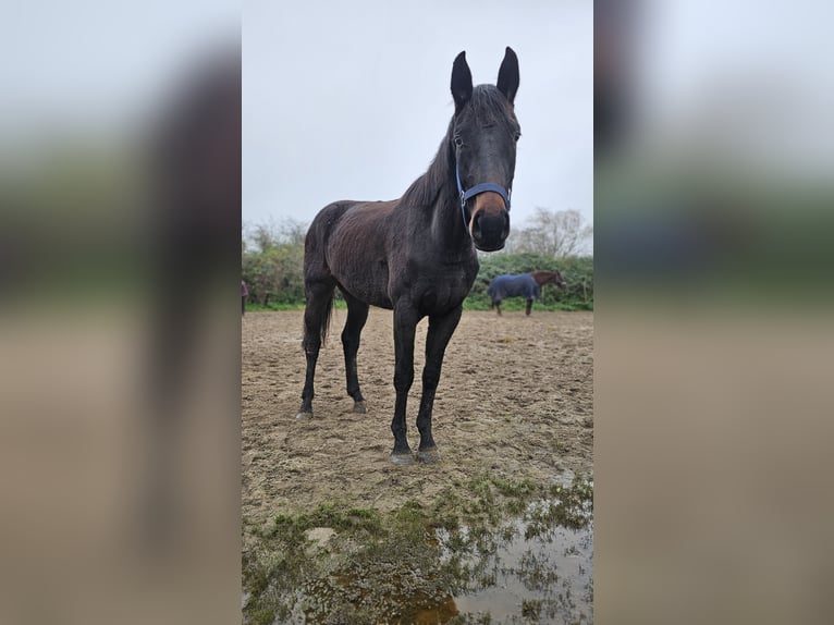 Hanoverian Mare 3 years 16,1 hh Smoky-Black in Moers