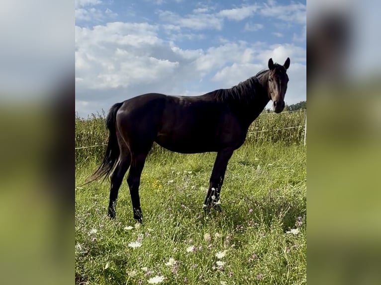 Hanoverian Mare 3 years 16.1 hh Smoky-Black in Dransfeld