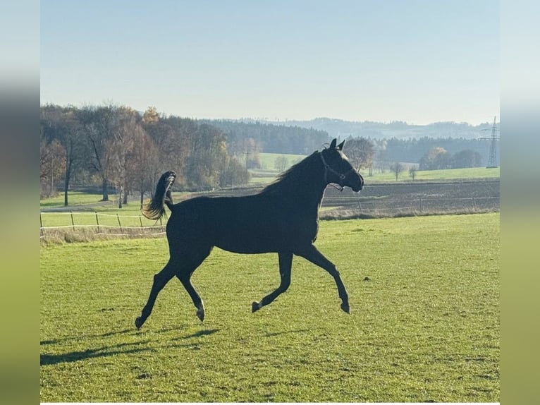 Hanoverian Mare 3 years 16.2 hh Black in Schnabelwaid