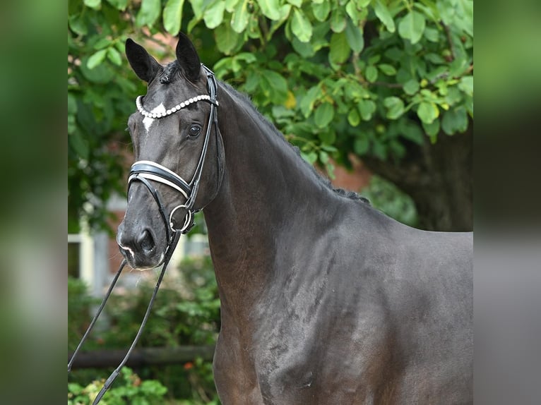 Hanoverian Mare 3 years 16,2 hh Black in Bad Bevensen