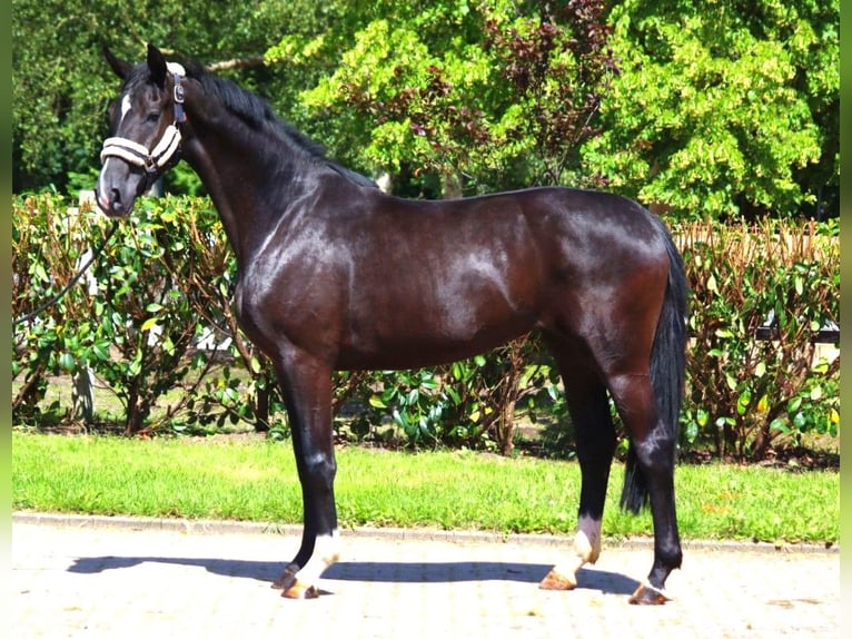 Hanoverian Mare 3 years 16,2 hh Black in Selsingen