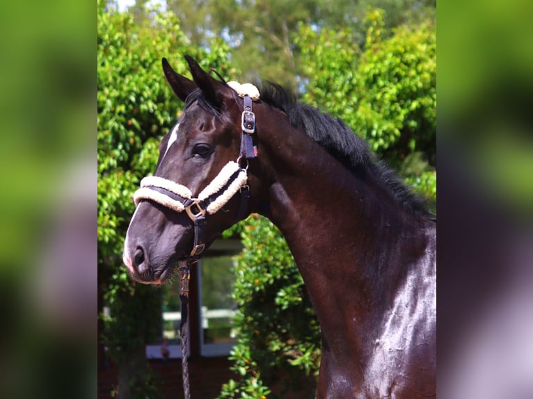 Hanoverian Mare 3 years 16,2 hh Black in Selsingen