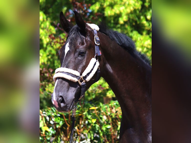 Hanoverian Mare 3 years 16,2 hh Black in Selsingen