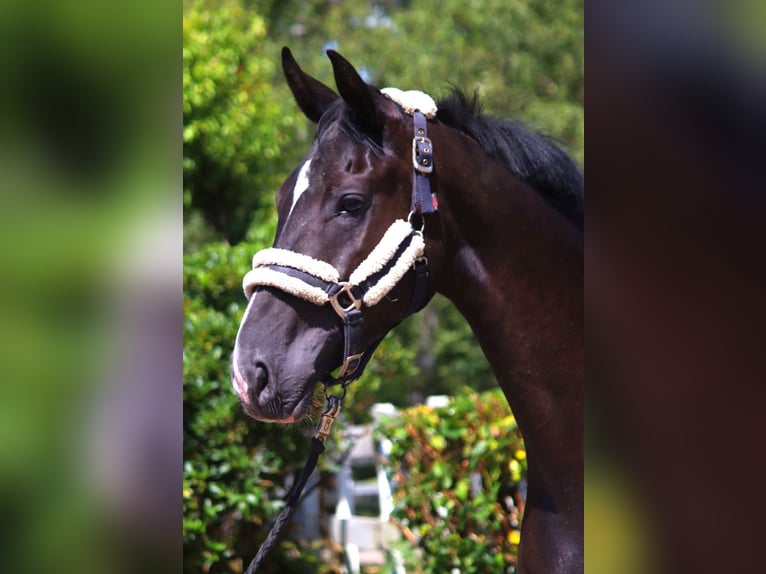 Hanoverian Mare 3 years 16,2 hh Black in Selsingen