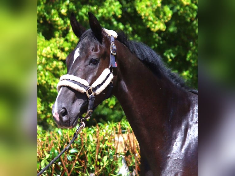 Hanoverian Mare 3 years 16,2 hh Black in Selsingen