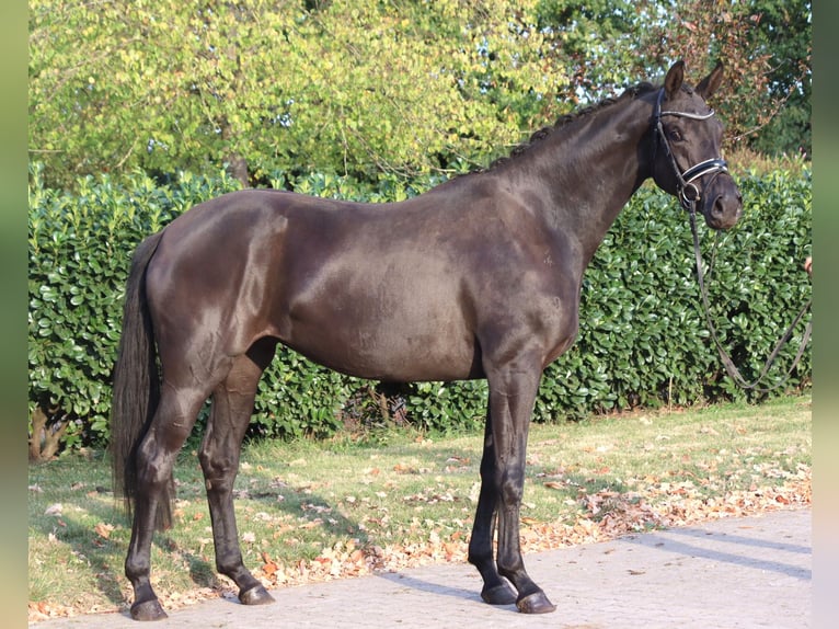 Hanoverian Mare 3 years 16.2 hh Black in Selsingen