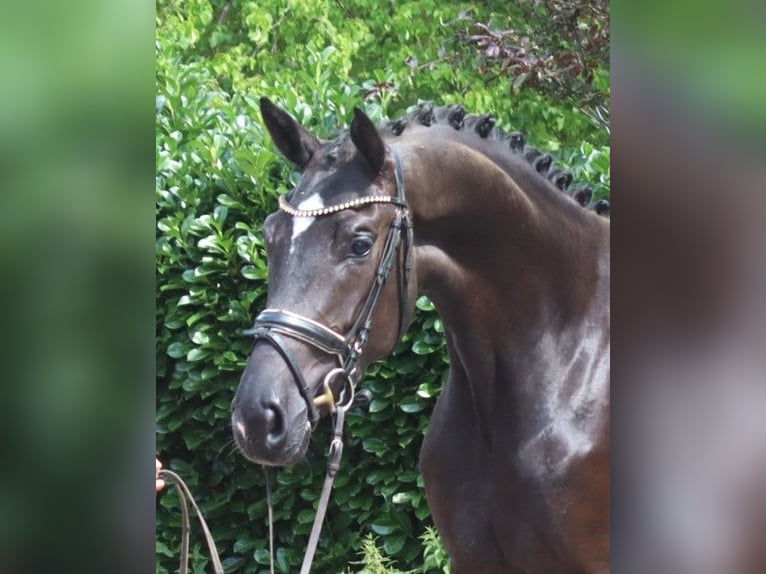 Hanoverian Mare 3 years 16.2 hh Black in Selsingen