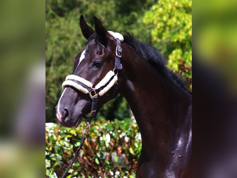 Hanoverian Mare 3 years 16,2 hh Black in Selsingen