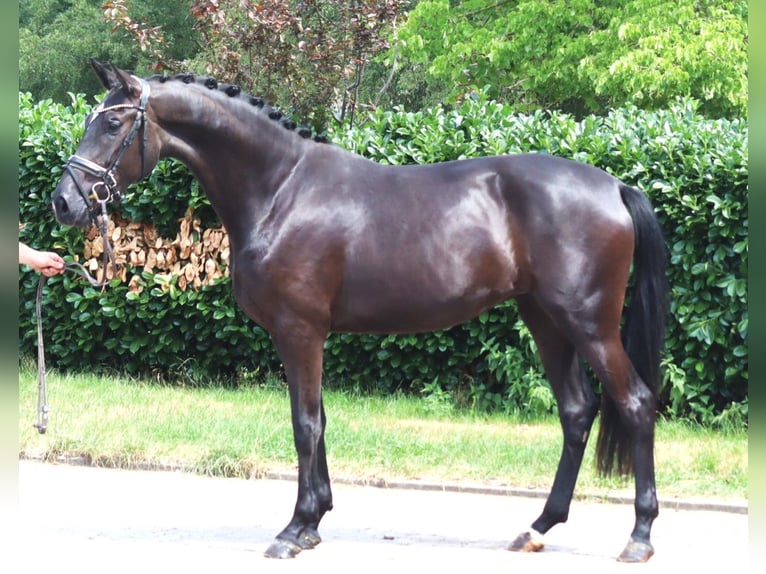 Hanoverian Mare 3 years 16.2 hh Black in Selsingen