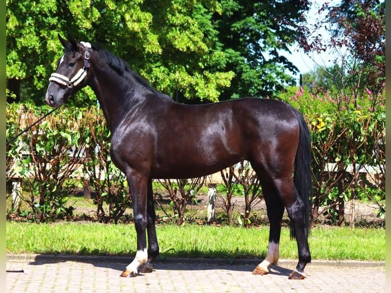 Hanoverian Mare 3 years 16,2 hh Black in Selsingen