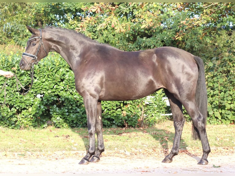 Hanoverian Mare 3 years 16.2 hh Black in Selsingen