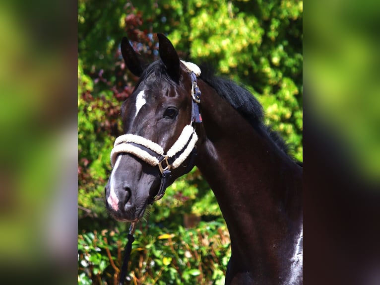 Hanoverian Mare 3 years 16,2 hh Black in Selsingen