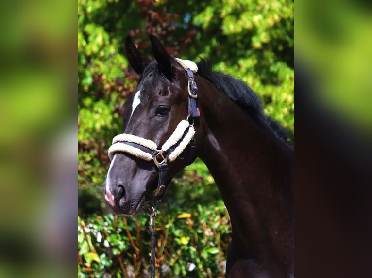 Hanoverian Mare 3 years 16,2 hh Black in Selsingen