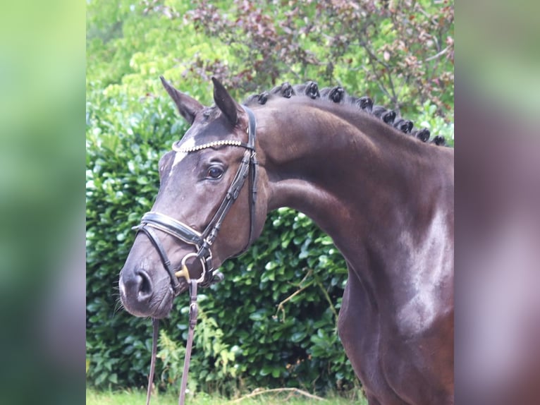 Hanoverian Mare 3 years 16.2 hh Black in Selsingen
