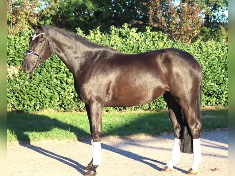 Hanoverian Mare 3 years 16.2 hh Black in Selsingen