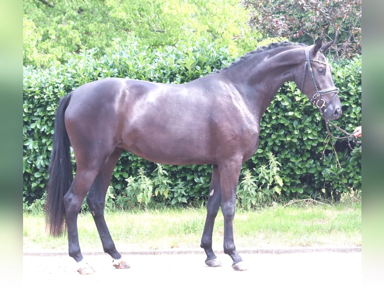 Hanoverian Mare 3 years 16.2 hh Black in Selsingen