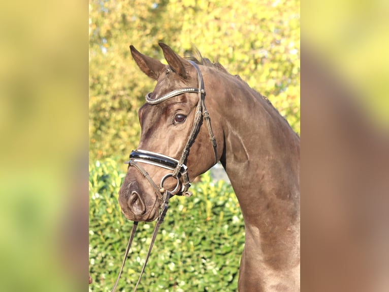 Hanoverian Mare 3 years 16.2 hh Black in Selsingen