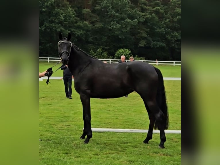 Hanoverian Mare 3 years 16,2 hh Black in Basdahl